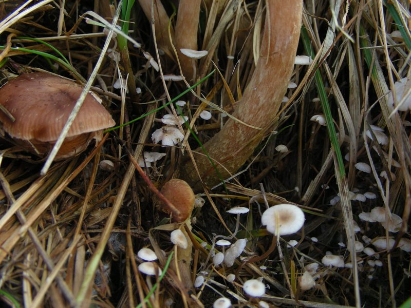 A caccia di Igrofori nei pascoli alpini